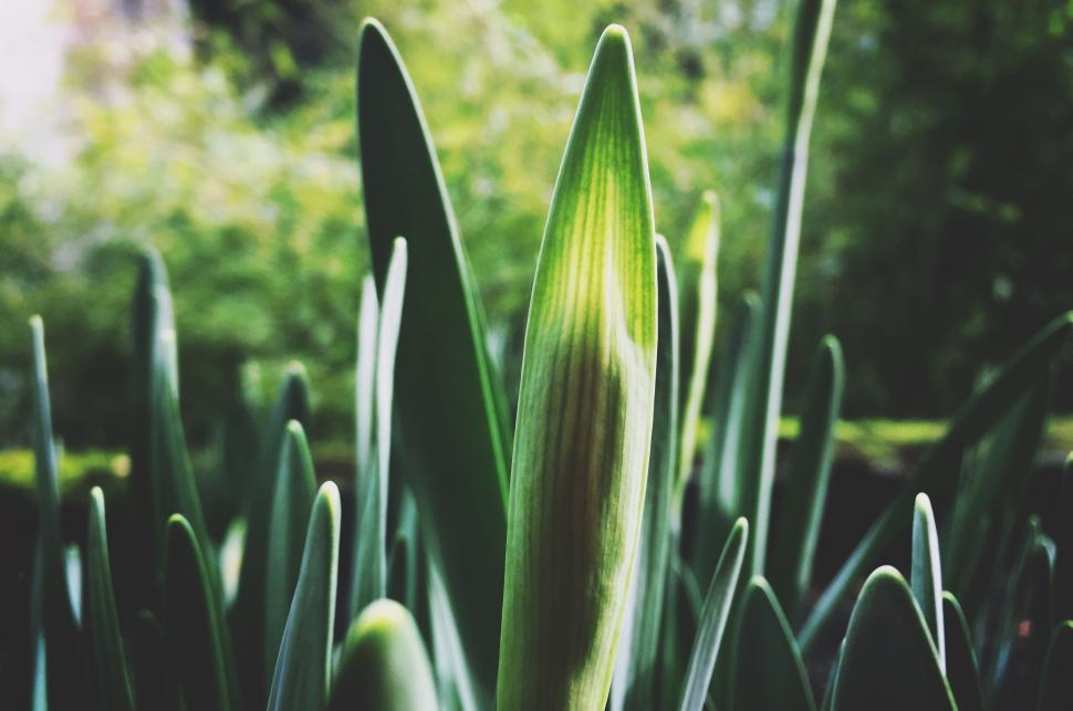 Free Image of Close Up of a Plant With Green Leaves 