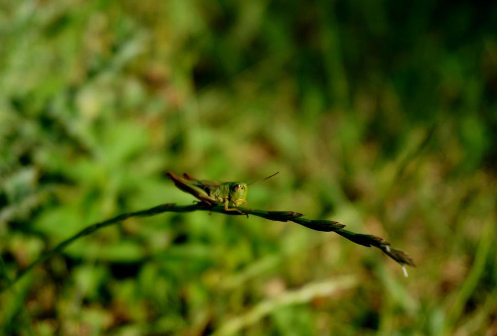 Free Image of Close-Up of Plant With Blurry Background 