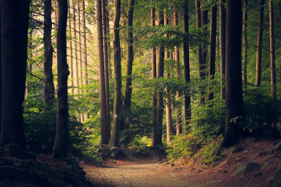 Free Image of Dirt Path Cutting Through Forest 