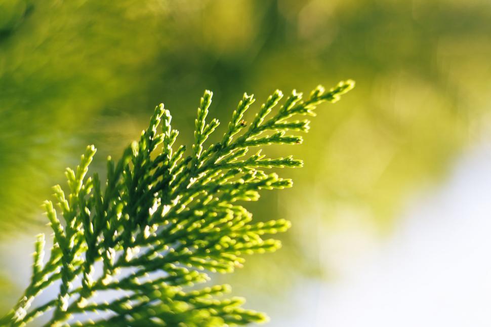 Free Image of Close-Up of a Green Tree Branch 