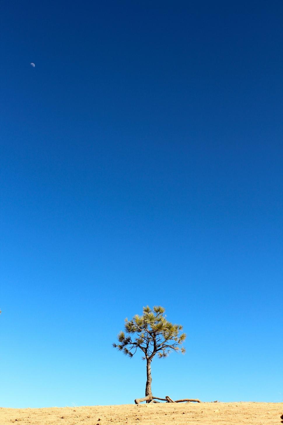 Free Image of Lone Tree Standing in Desert Wasteland 