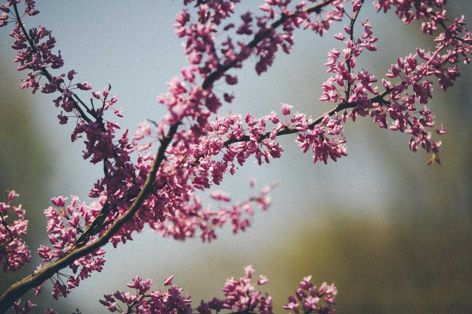 Free Image of Close Up of Tree With Pink Flowers 