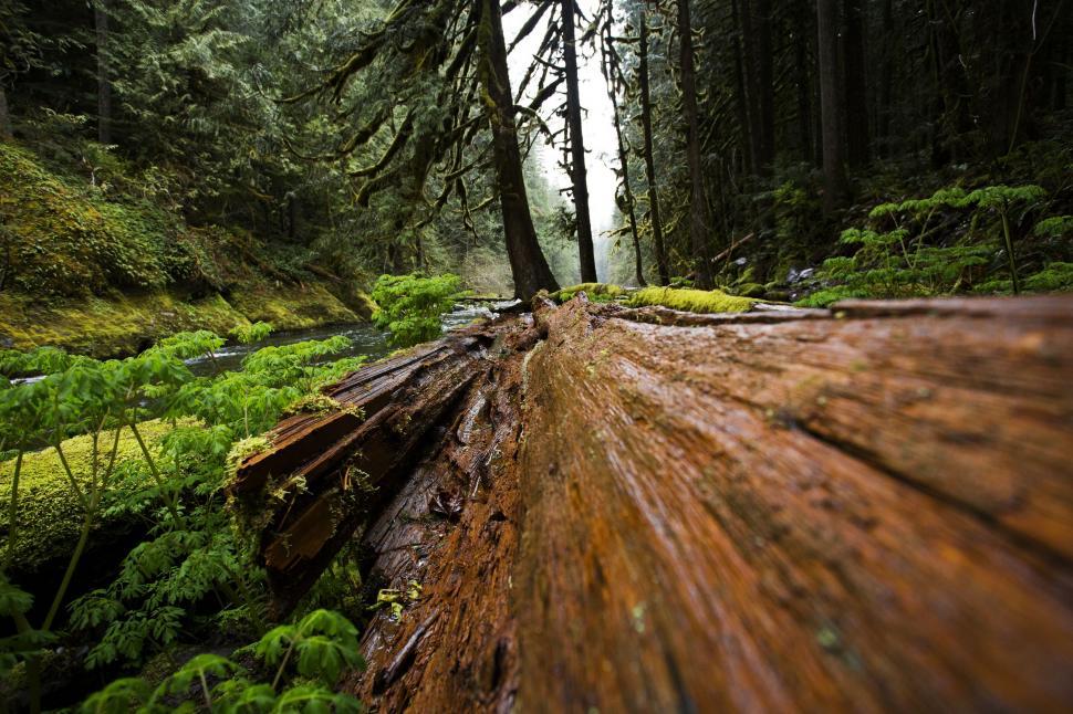 Free Image of Towering Trees in Lush Forest 