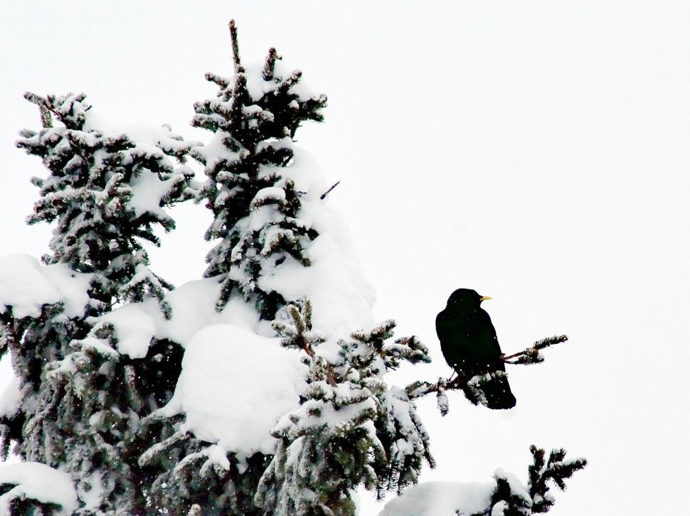 Free Image of Black bird 