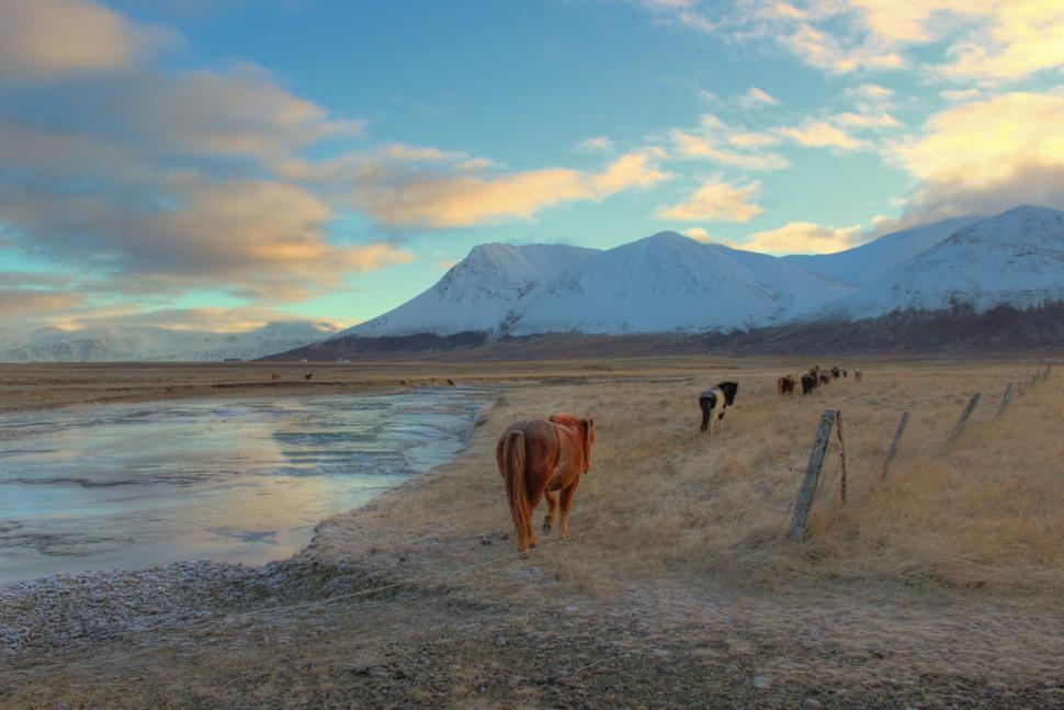 Free Image of Herd of Cattle Walking Along Sandy Beach 