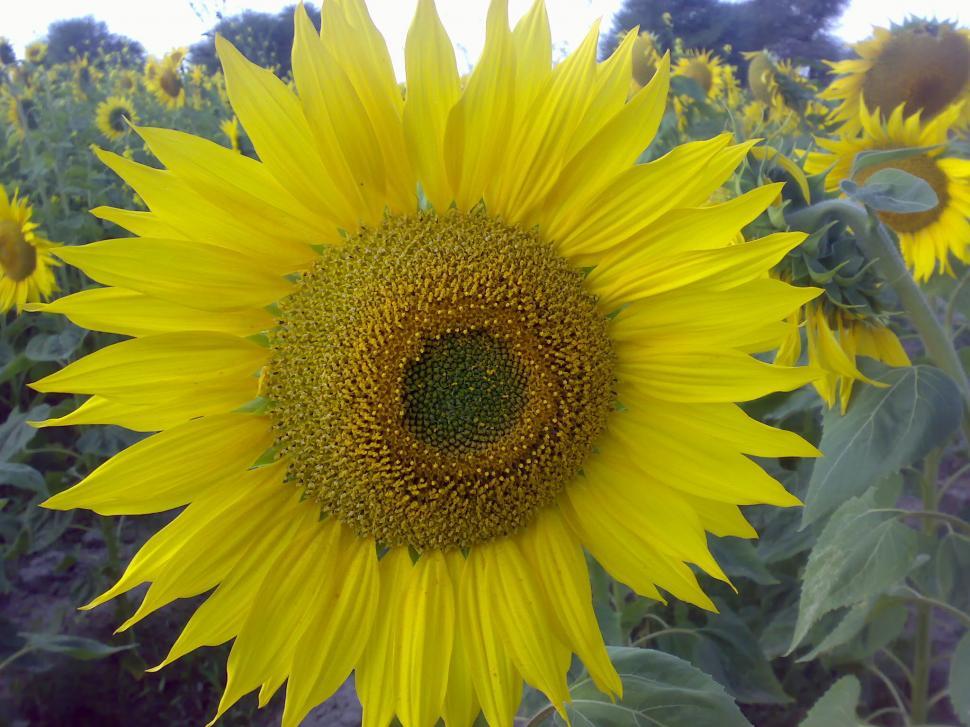 Free Image of SunFlower 