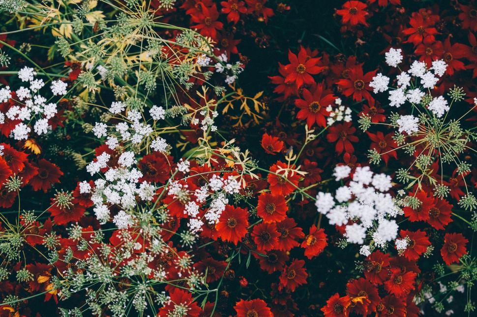 Free Image of Red and White Flowers in a Field 