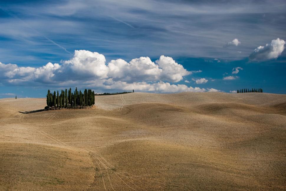 Free Image of Cluster of Trees Standing in the Center of a Field 