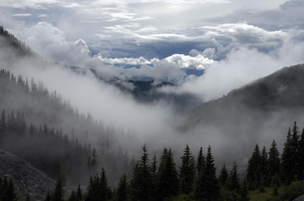 Free Image of Trees and Clouds in Black and White 