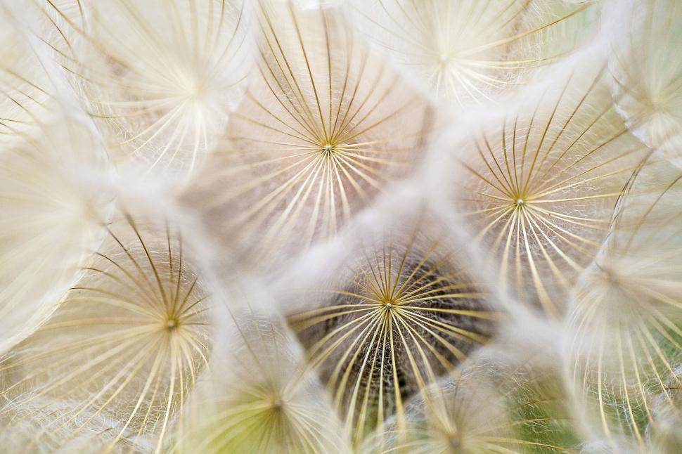 Free Image of Close Up of a Bunch of White Flowers 