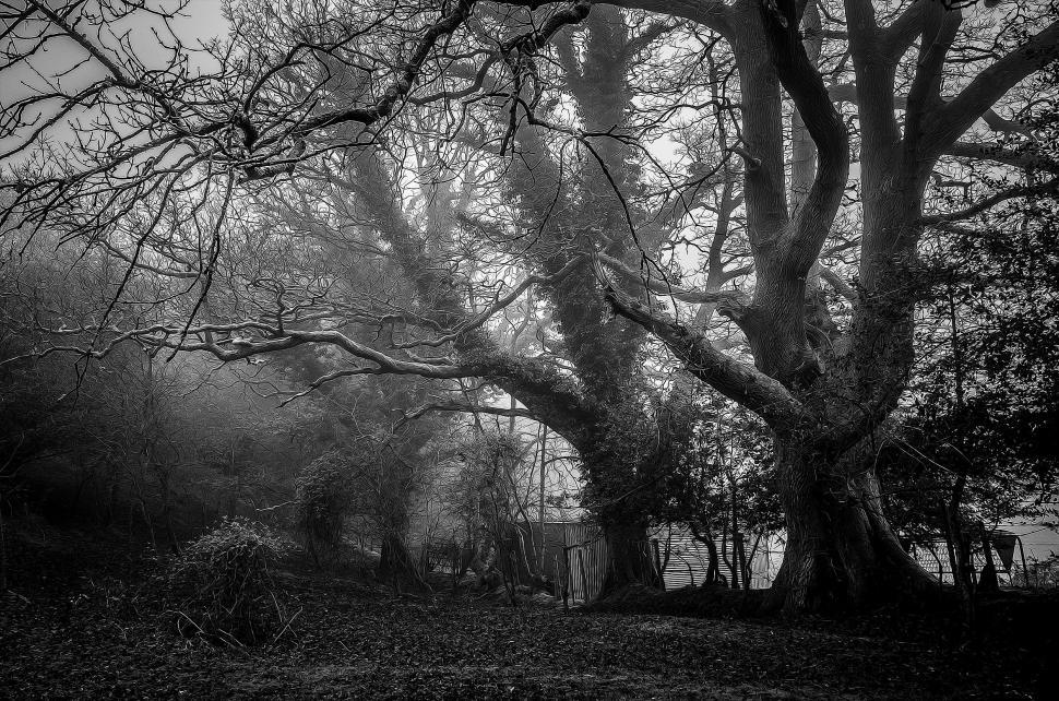 Free Image of Trees in the Woods 