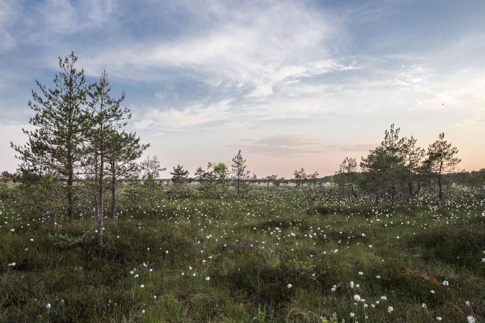 Free Image of Grassy Field With Trees in the Distance 