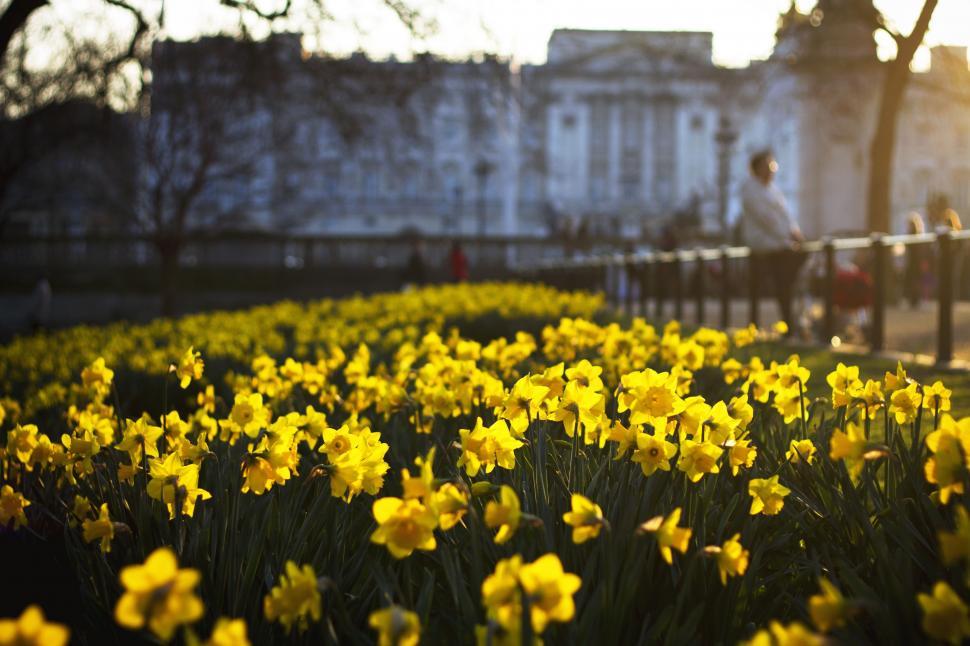 Free Image of Field of Yellow Flowers in Front of Building 