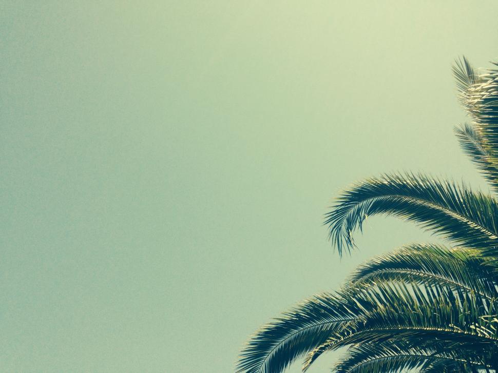 Free Image of Majestic Palm Tree Against Sky Background 