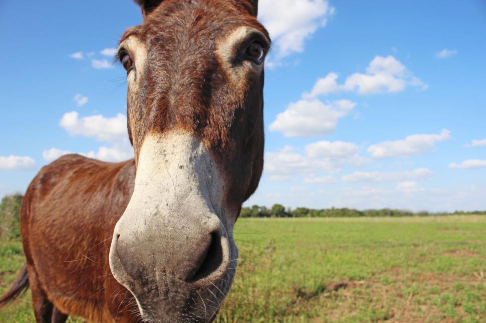 Free Stock Photo of Brown Horse Standing on Lush Green Field | Download ...