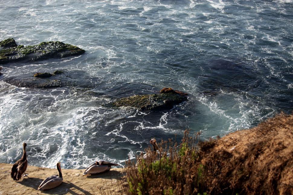 Free Stock Photo of Birds Perched on Cliff Overlooking Ocean ...