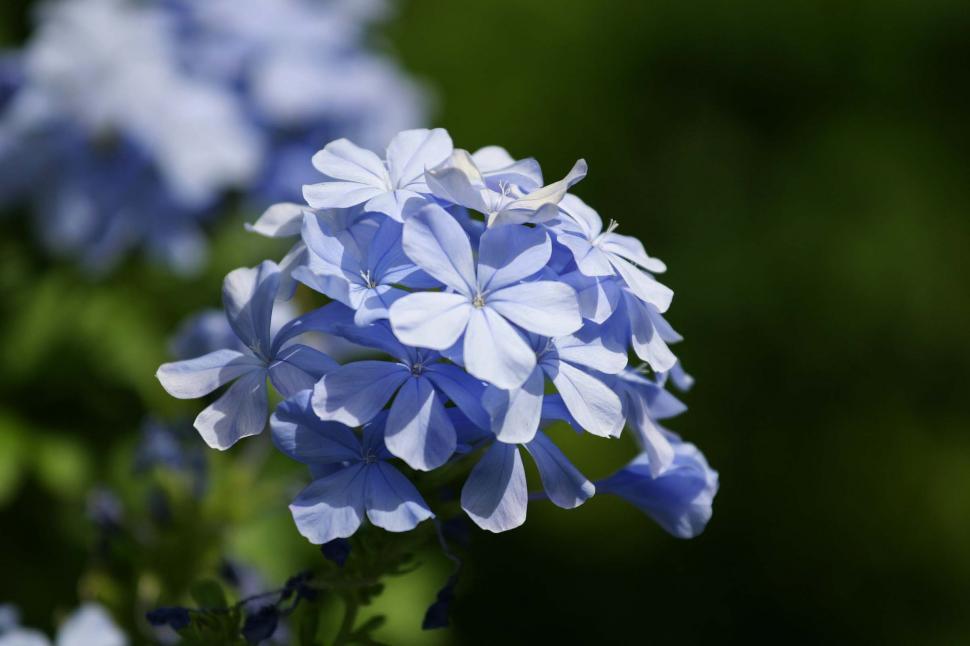 Free Stock Photo of Cluster of blue flowers Download Free Images and
