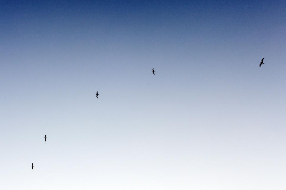 Free Image of A Flock of Birds Flying Through a Blue Sky 