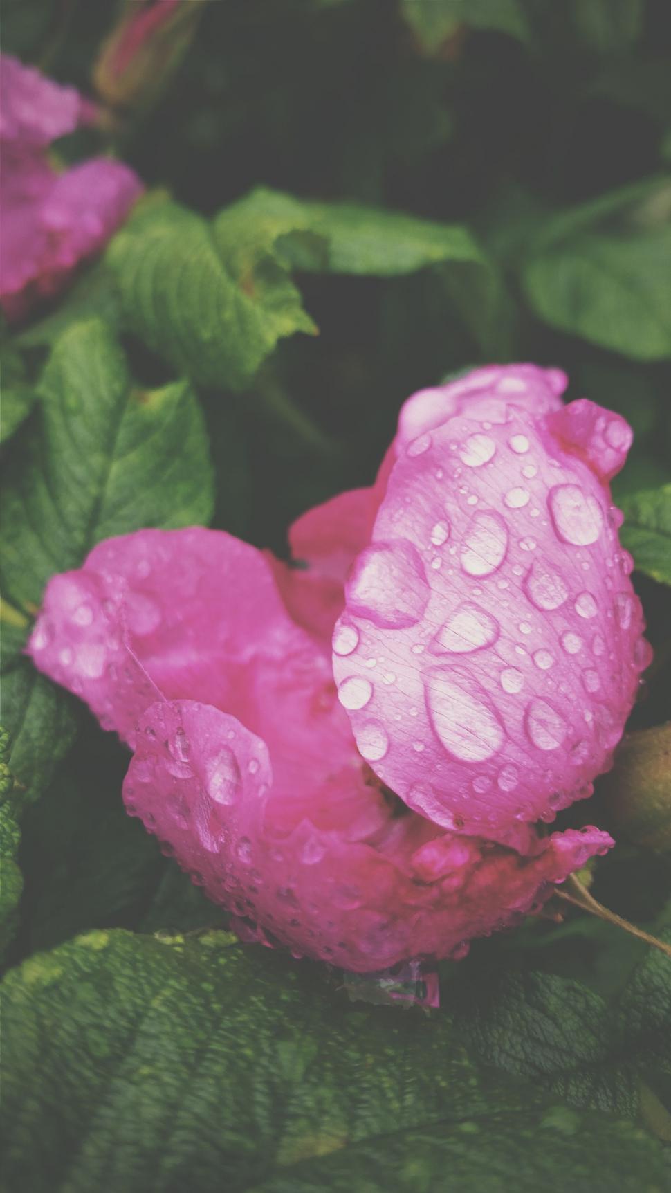 Free Image of Pink Flower With Water Droplets 