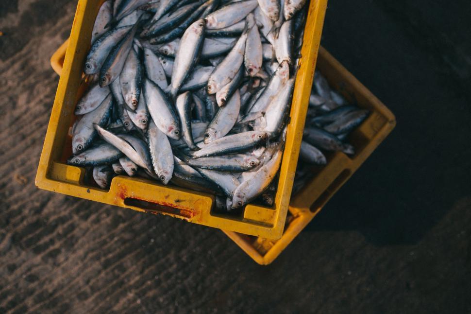 Free Image of Group of Fish in Yellow Box 