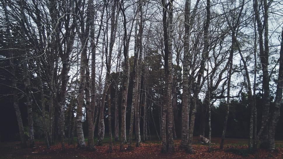 Free Image of Towering Trees in a Dense Forest 