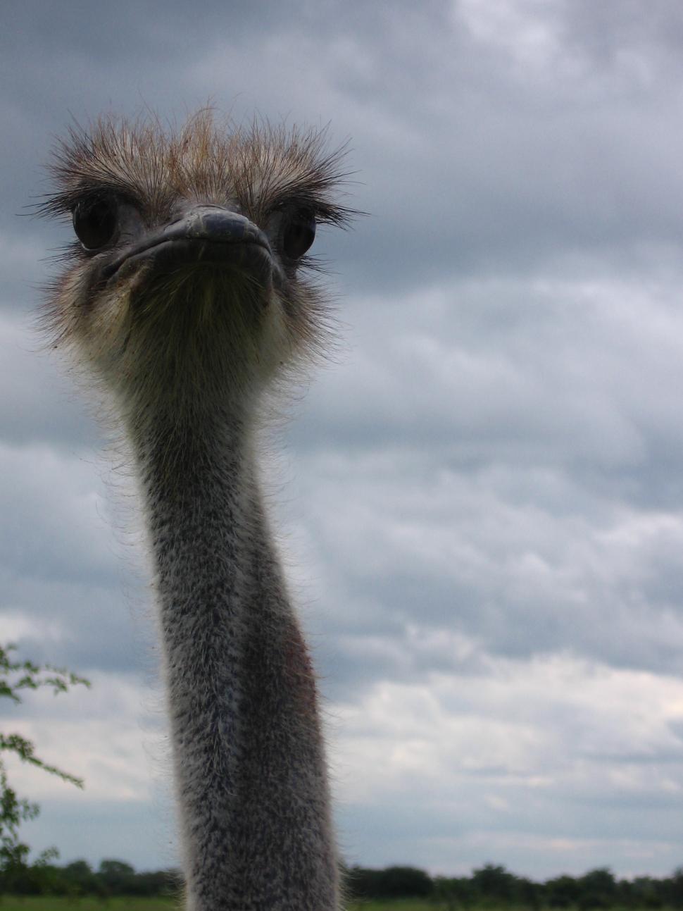 Free Image of Ostrich 