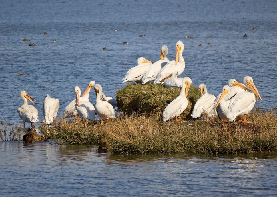 Free Image of Pelicans Sitting on Top of Hay Pile 