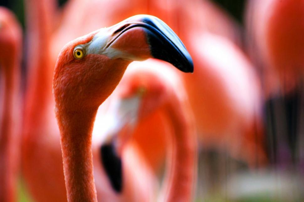 Free Image of Group of Flamingos Standing Together 