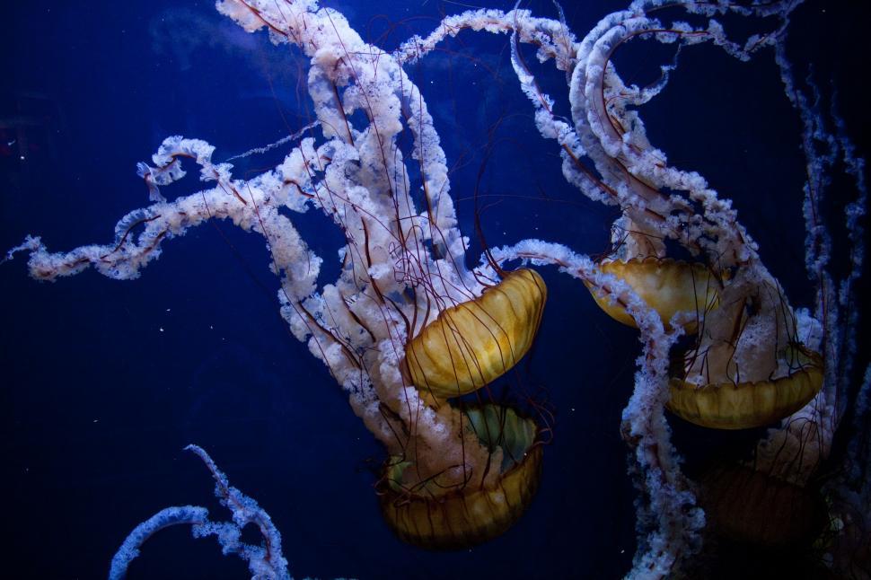 Free Image of Group of Jellyfish Swimming in the Ocean 