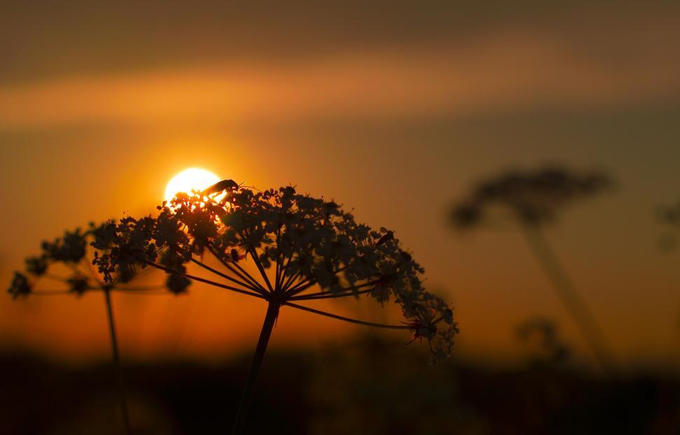 Free Image of Sun Setting Behind Tree With Bird Perched 