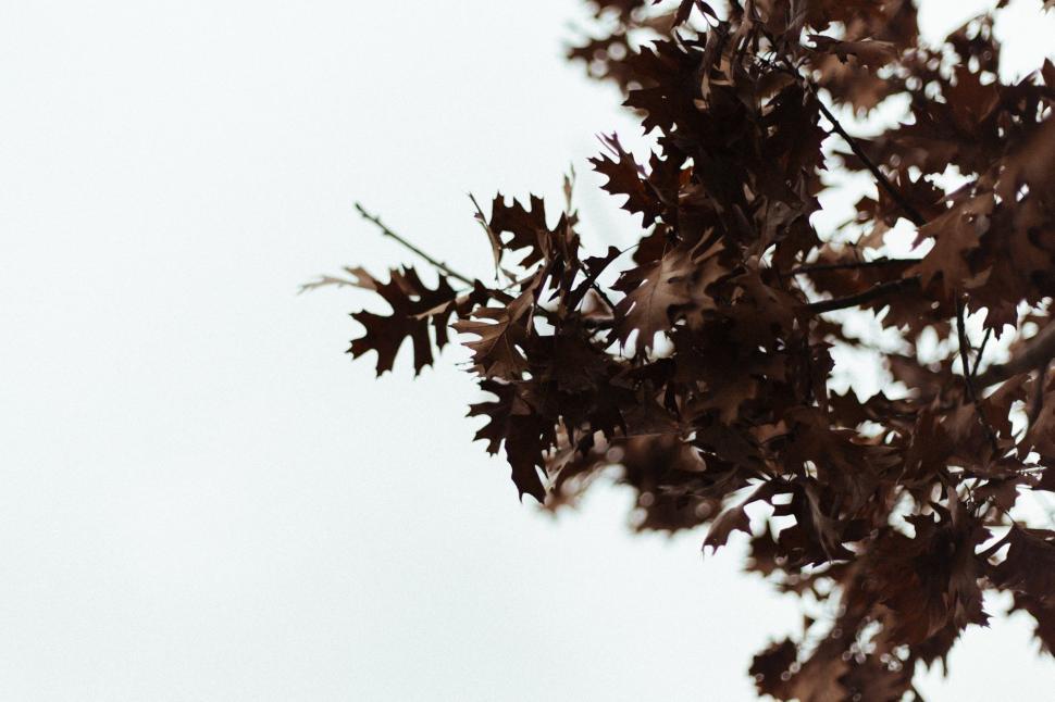 Free Image of Leafy Tree in Black and White 