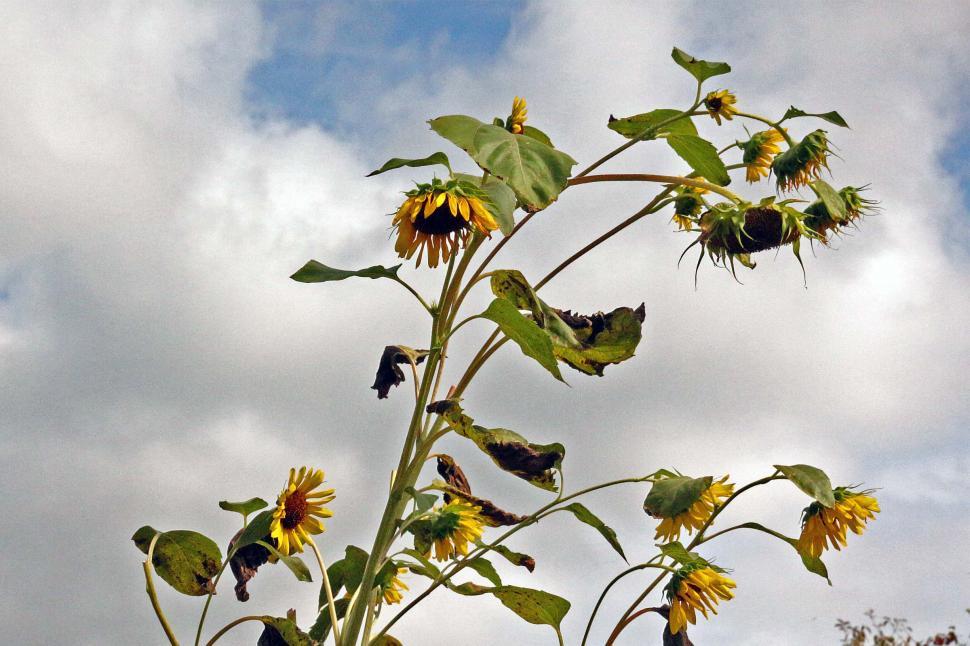 Free Image of Sun Flowers Toward The Sky 