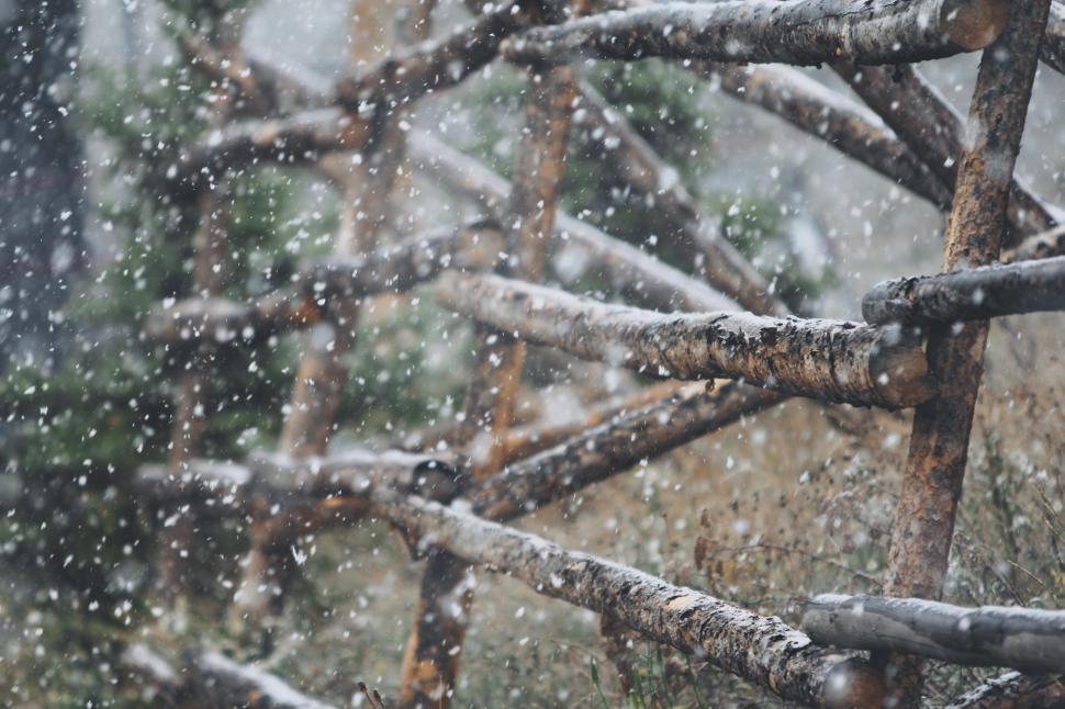 Free Image of Cluster of Trees Covered in Snow 