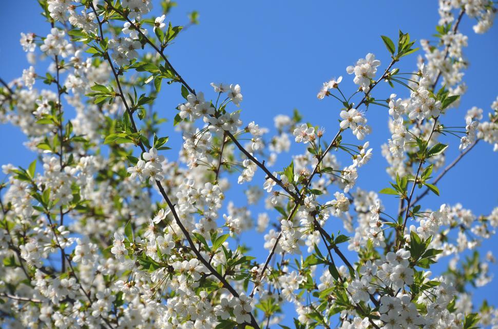 Free Stock Photo of Flowers on branches Download Free Images and Free