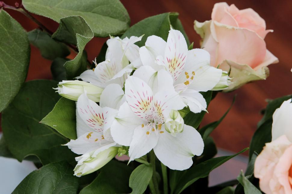 Free Image of Vase Filled With White and Pink Flowers 