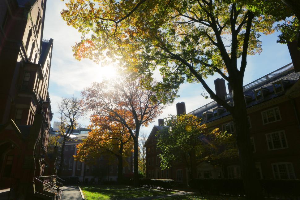 Free Image of Sun Shines Through Trees on Sunny Day 