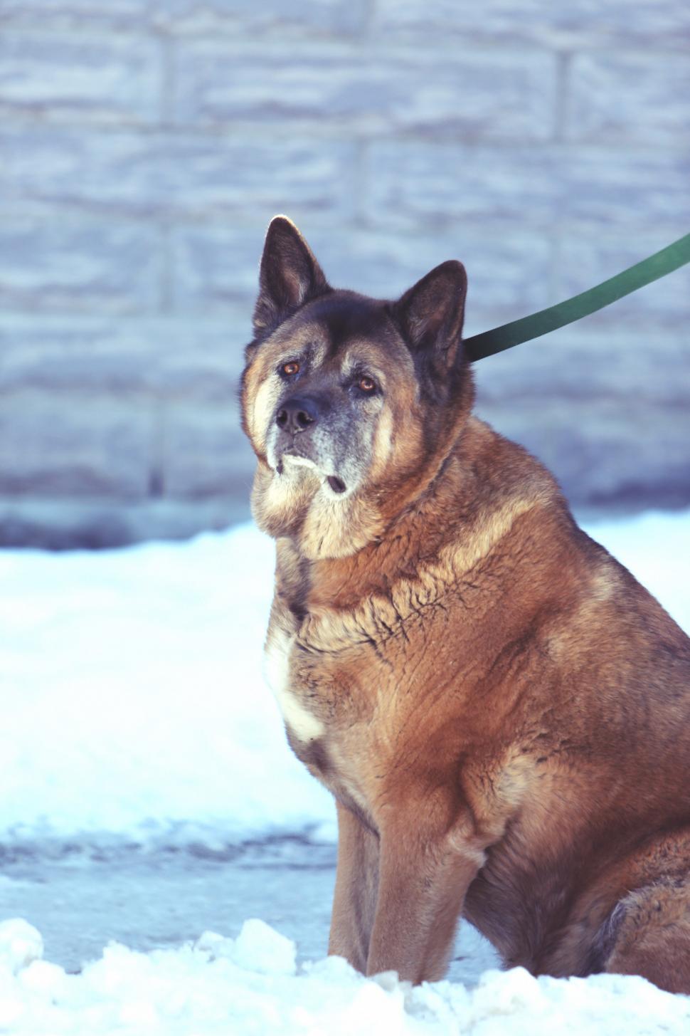 Free Image of Dog in the winter 