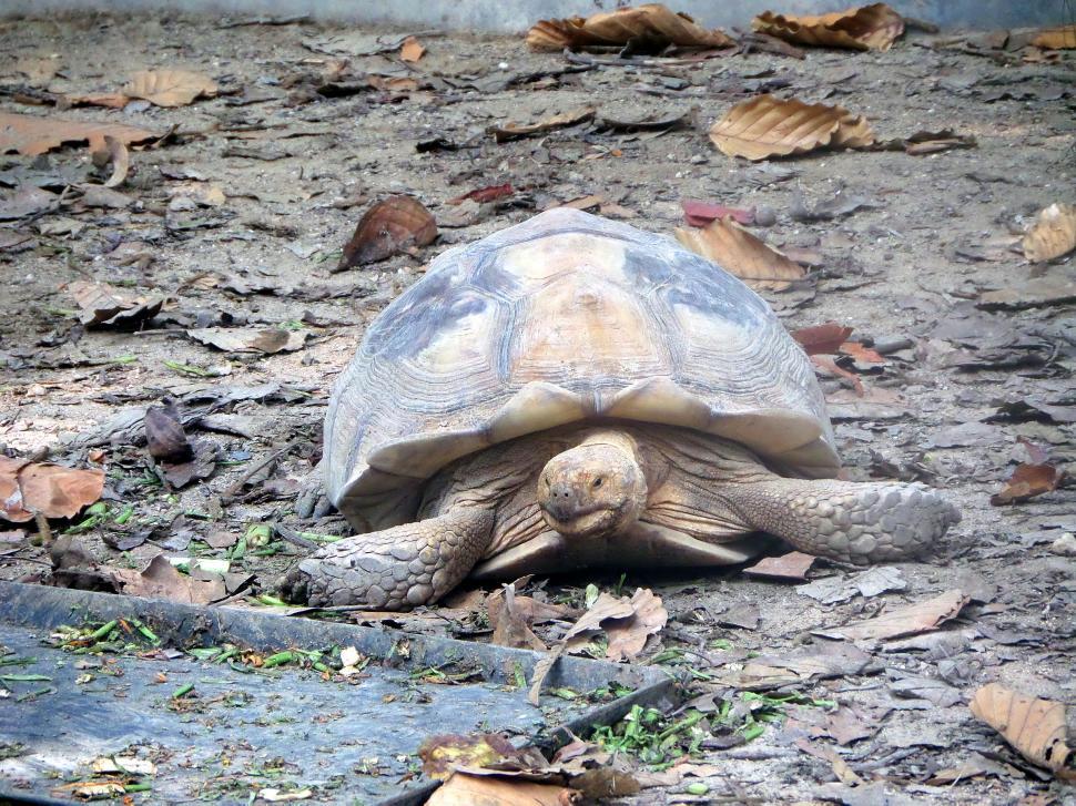 Free Stock Photo of Tortoise | Download Free Images and Free Illustrations