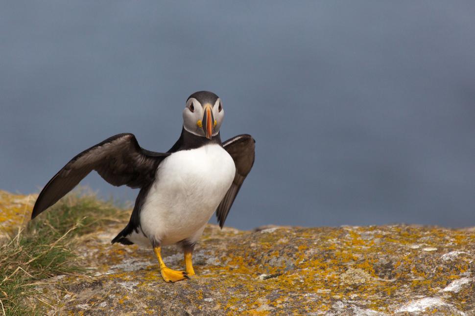 Free Stock Photo Of Puffin With Wings Back 