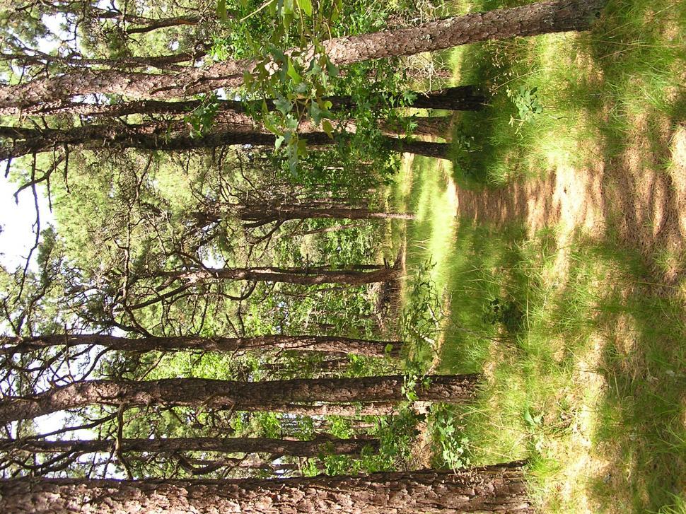Free Image of Pathway into the Woods 