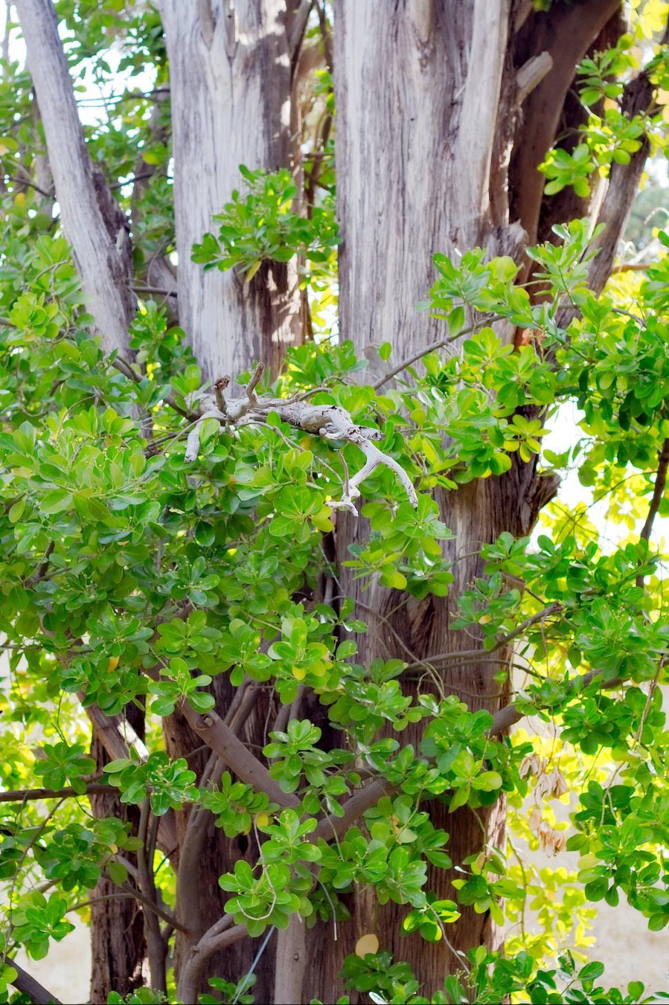 Free Stock Photo of Spring detail | Download Free Images and Free ...