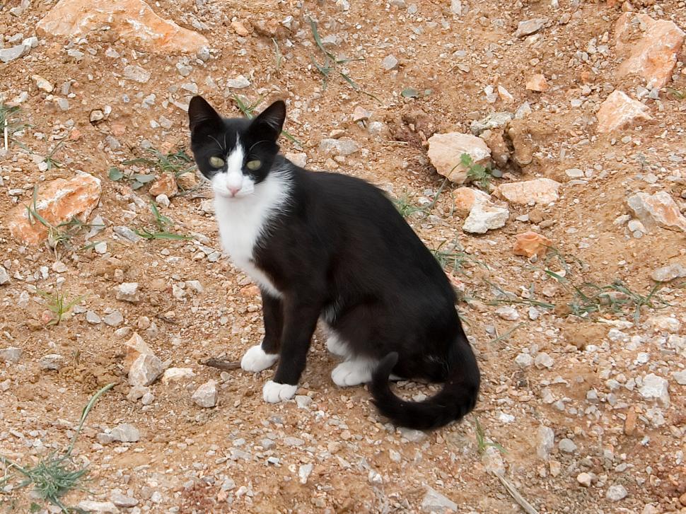 Free Image of The cat 