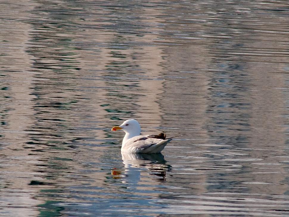 Free Image of Seagull 