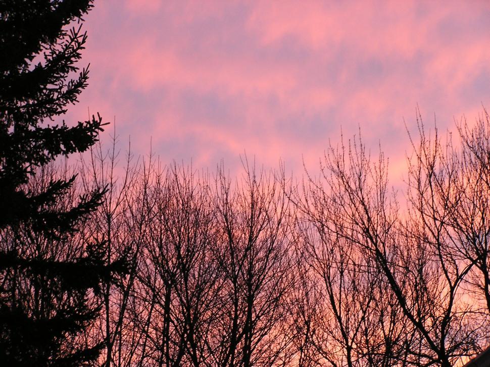 Free Image of Tree silhouettes in sunset 