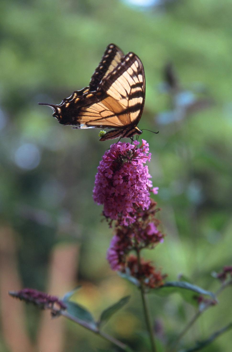 Free Image of Butterfly 