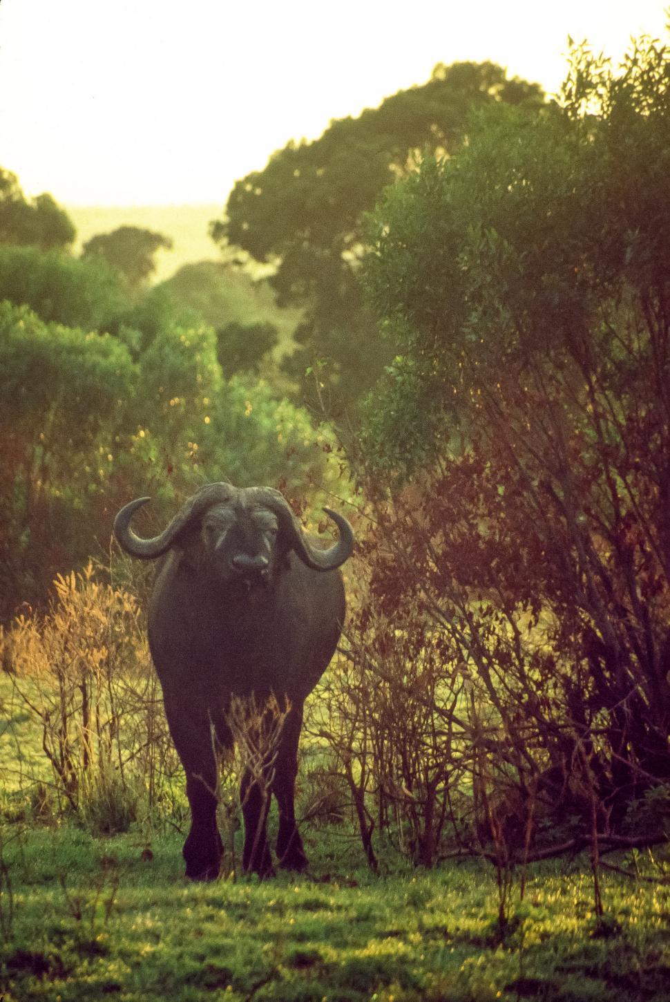 Free Image of Cape Buffalo also known as African buffalo 