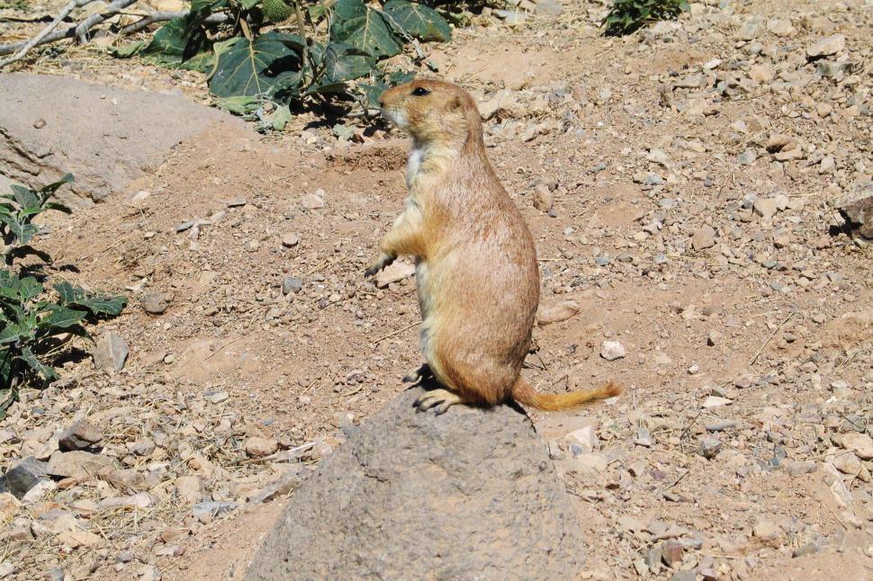 Free Image of Small Animal Standing on Top of a Rock 