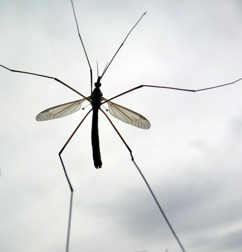 Free Image of Cranefly sillhouette 