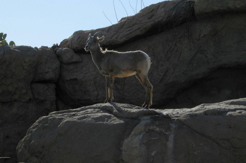 Free Image of Goat Standing on Top of a Large Rock 