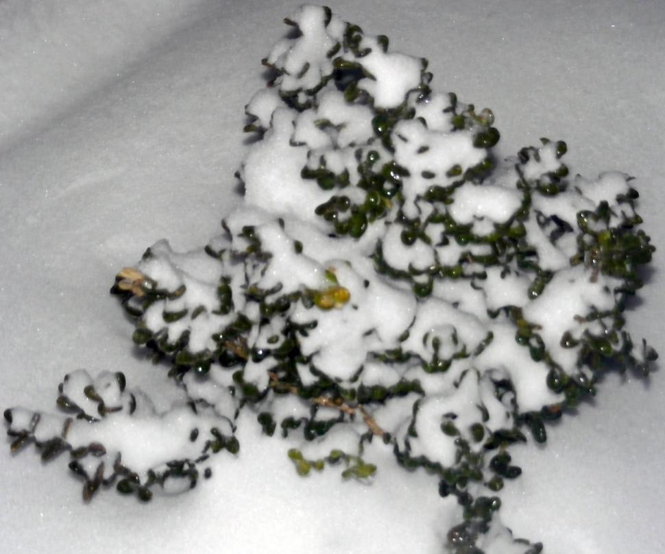Free Image of Frozen Pine 